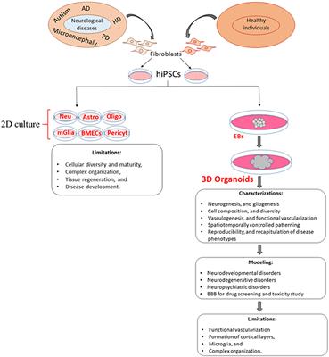 Modeling Neurological Disorders in 3D Organoids Using Human-Derived Pluripotent Stem Cells